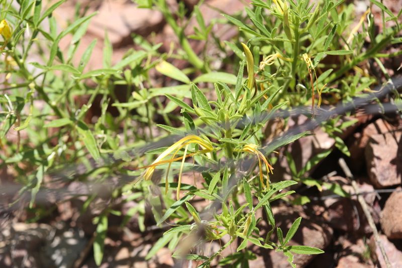 Cleome cleomoides, photographed by Hugo Innes