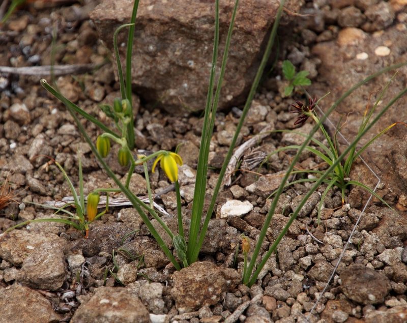 Albuca shawii, photographed by Tony Rebelo