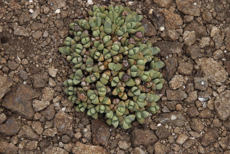 Stomatium gerstneri, photographed by Tony Rebelo