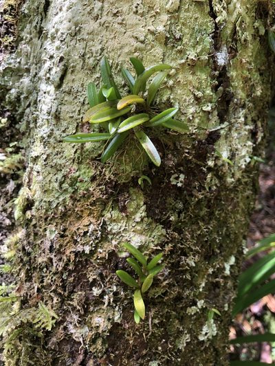 Bulbophyllum shepherdii, photographed by Samuel Frankel