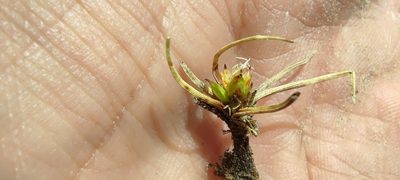 Carex melanocystis, photographed by Santiago Martín-Bravo