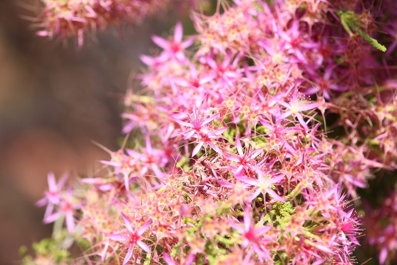 Calytrix exstipulata, photographed by Hugo Innes