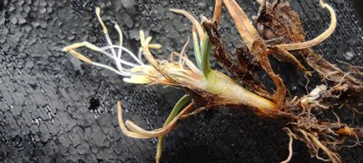 Carex collumanthus, photographed by Santiago Martín-Bravo
