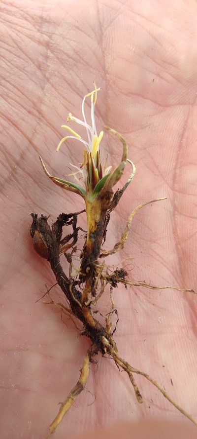 Carex collumanthus, photographed by Santiago Martín-Bravo