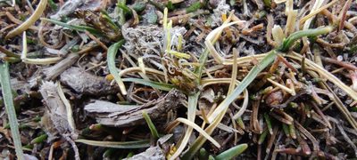 Carex collumanthus, photographed by Santiago Martín-Bravo