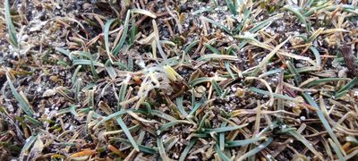 Carex collumanthus, photographed by Santiago Martín-Bravo
