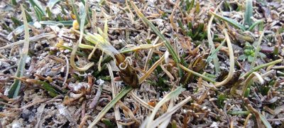 Carex collumanthus, photographed by Santiago Martín-Bravo