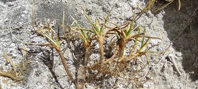 Carex melanocystis, photographed by Santiago Martín-Bravo