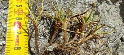 Carex melanocystis, photographed by Santiago Martín-Bravo