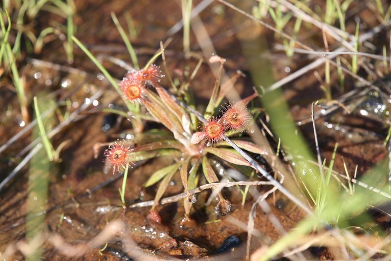 Drosera ordensis, photographed by Hugo Innes