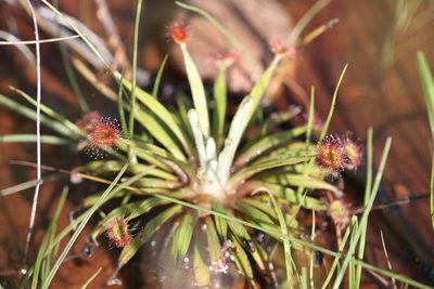 Drosera ordensis, photographed by Hugo Innes