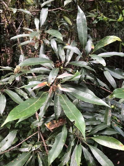 Elaeocarpus kirtonii, photographed by Samuel Frankel