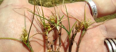 Carex melanocystis, photographed by Santiago Martín-Bravo