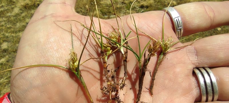 Carex melanocystis, photographed by Santiago Martín-Bravo