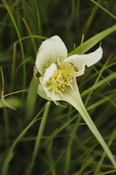 Colchicum striatum, photographed by Tony Rebelo