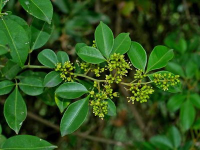 Zanthoxylum asiaticum, photographed by Jacy Chen