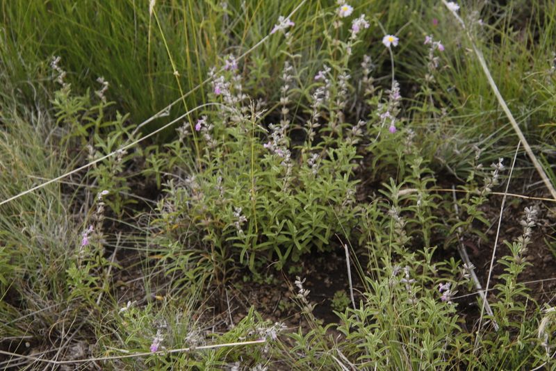 Stachys rugosa, photographed by Tony Rebelo