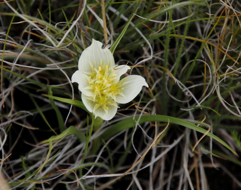 Colchicum striatum, photographed by Tony Rebelo