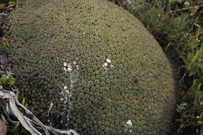 Euphorbia clavarioides, photographed by Tony Rebelo