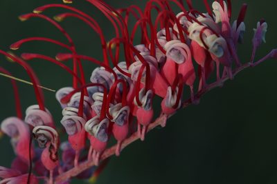 Grevillea dryandri, photographed by Hugo Innes