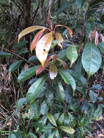 Elaeocarpus eumundi, photographed by Samuel Frankel