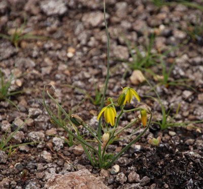 Albuca shawii, photographed by Tony Rebelo