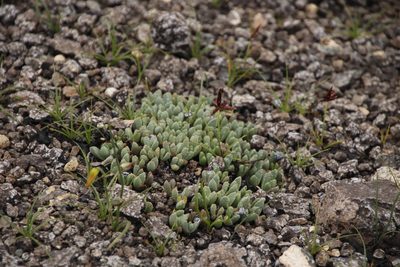 Stomatium gerstneri, photographed by Tony Rebelo
