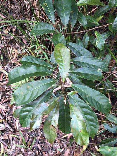 Elaeocarpus eumundi, photographed by Samuel Frankel