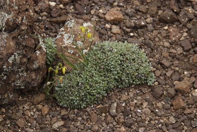 Stomatium gerstneri, photographed by Tony Rebelo