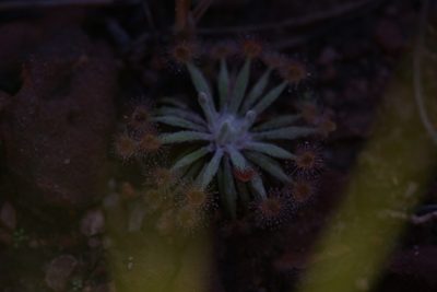 Drosera ordensis, photographed by Hugo Innes
