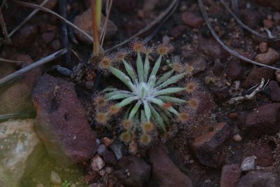 Drosera ordensis, photographed by Hugo Innes