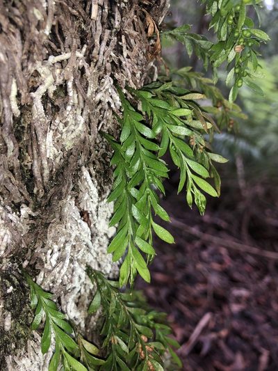Tmesipteris ovata, photographed by Samuel Frankel
