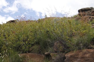 Searsia divaricata, photographed by Tony Rebelo