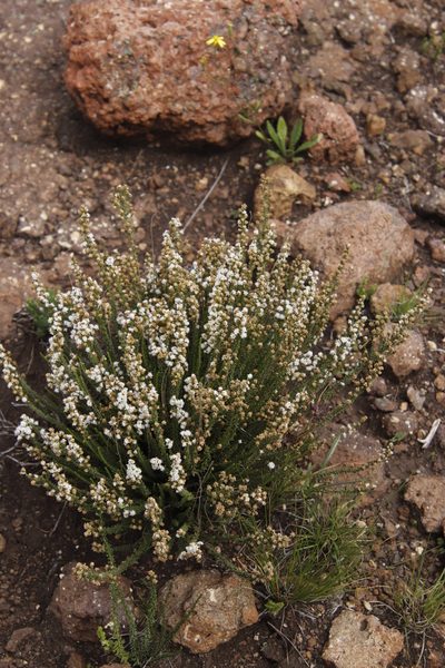 Selago saxatilis, photographed by Tony Rebelo