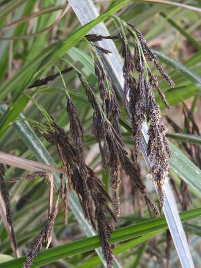 Carex fecunda, photographed by Santiago Martín-Bravo