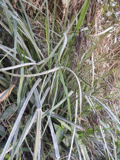 Carex fecunda, photographed by Santiago Martín-Bravo
