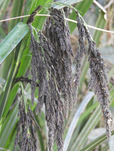 Carex fecunda, photographed by Santiago Martín-Bravo