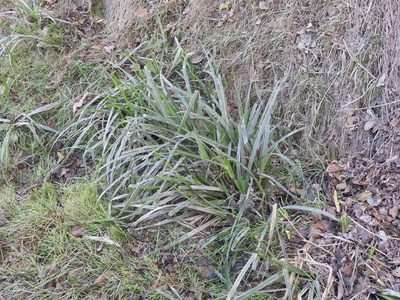 Carex fecunda, photographed by Santiago Martín-Bravo