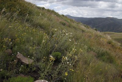 Berkheya cirsiifolia, photographed by Tony Rebelo
