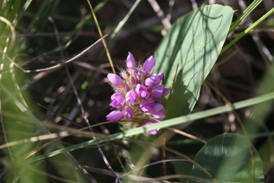 Uraria lagopodioides, photographed by Hugo Innes