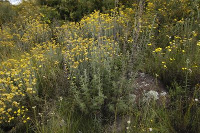 Artemisia afra, photographed by Tony Rebelo