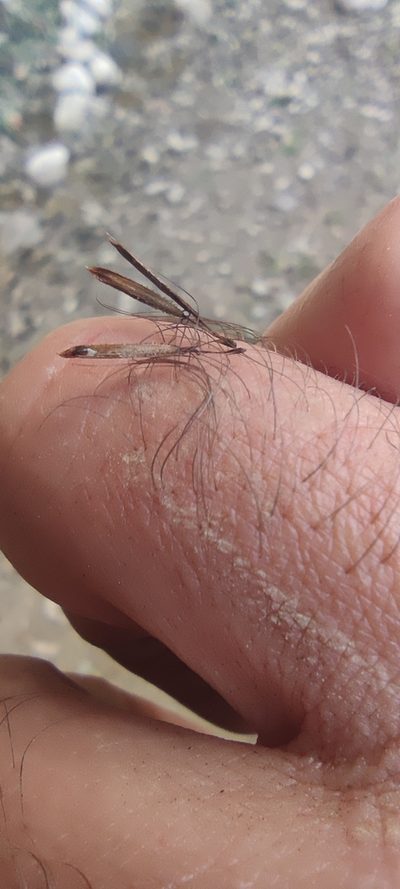 Carex phleoides, photographed by Santiago Martín-Bravo