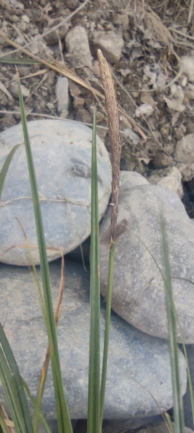 Carex phleoides, photographed by Santiago Martín-Bravo