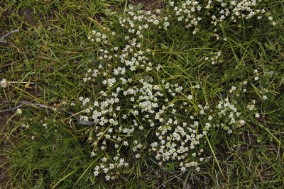 Selago saxatilis, photographed by Tony Rebelo