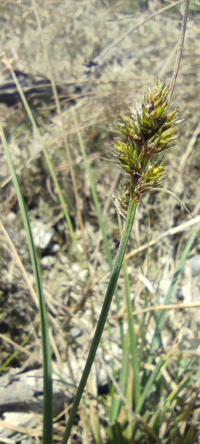 Carex bonplandii, photographed by Santiago Martín-Bravo