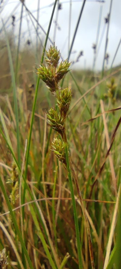 Carex bonplandii, photographed by Santiago Martín-Bravo