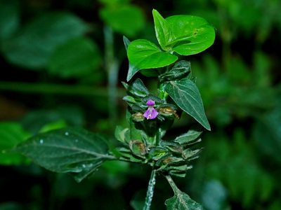Dicliptera chinensis, photographed by Jacy Chen