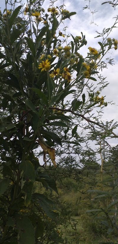 Verbesina subcordata, photographed by Monica Morixe