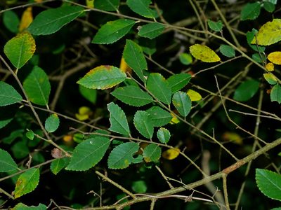 Ulmus parvifolia, photographed by Jacy Chen