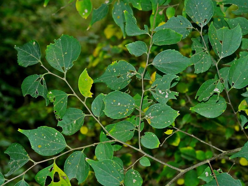 Celtis biondii, photographed by Jacy Chen